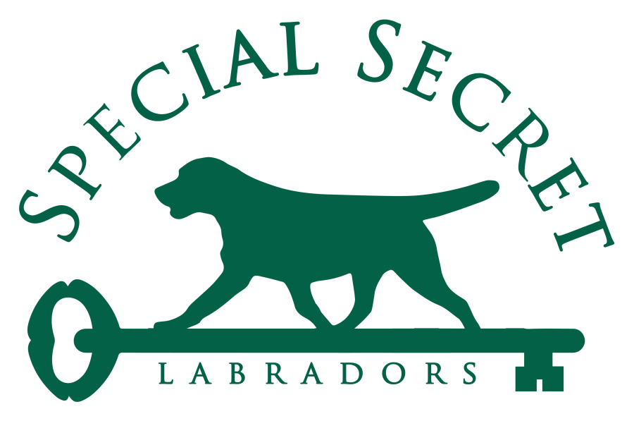 Special Secret Labradors, odgajivačnica labradora
