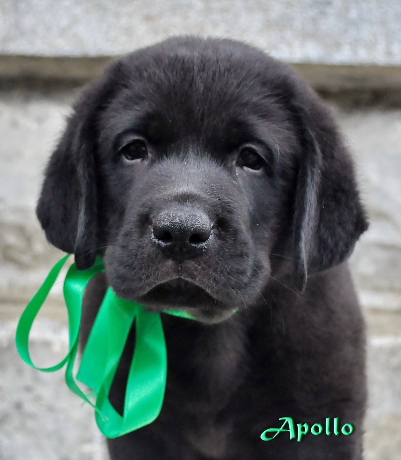 APOLLO