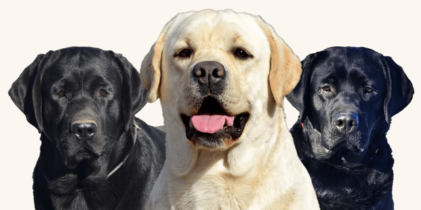 Labradori odgajivačnice Special Secret