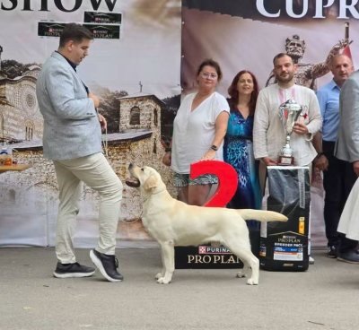 Res. BEST IN SHOW sve rase