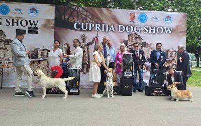 Res. BEST IN SHOW sve rase